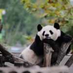 Private Day Trip to Panda Base - Why Choose the Private Panda Base Day Trip?