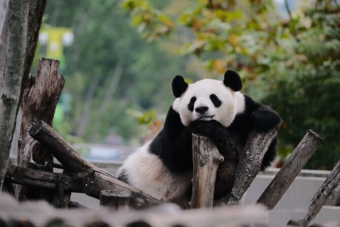 Private Day Trip to Panda Base - Why Choose the Private Panda Base Day Trip?