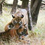 Private Day Trip To Ranthambore National Park from Jaipur - Value and Practicalities