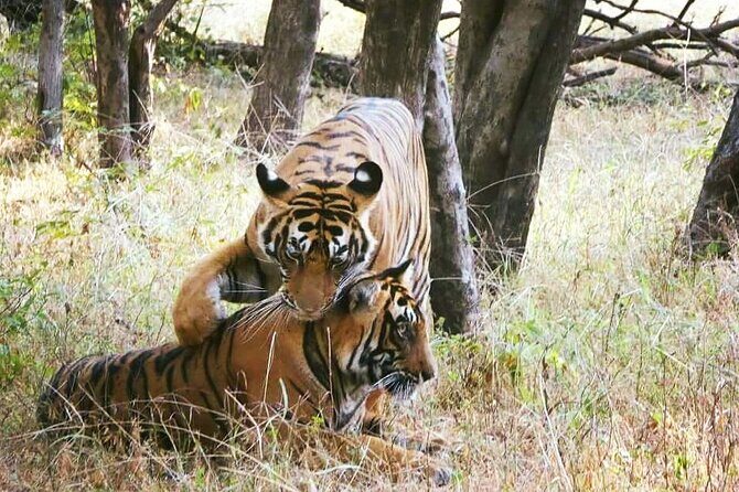 Private Day Trip To Ranthambore National Park from Jaipur - Value and Practicalities