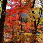 Private English Speaking Driver: Seoraksan & East Sea or Nami Island from Seoul - Final Thoughts: Why Choose This Experience?