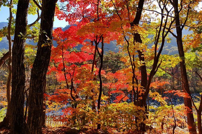 Private English Speaking Driver: Seoraksan & East Sea or Nami Island from Seoul - Final Thoughts: Why Choose This Experience?