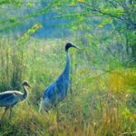 Private Excursion Trip to Bharatpur's Keoladeo National Park From Delhi - Who Is This Tour Best For?