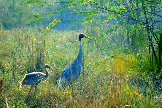 Private Excursion Trip to Bharatpur's Keoladeo National Park From Delhi - Who Is This Tour Best For?