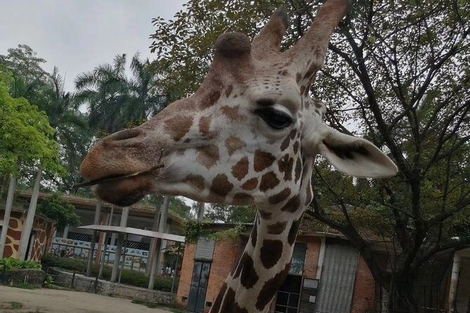 Private Family Day Tour in Guangzhou to Grandview Aquarium and Guangzhou Zoo - What Past Travelers Say