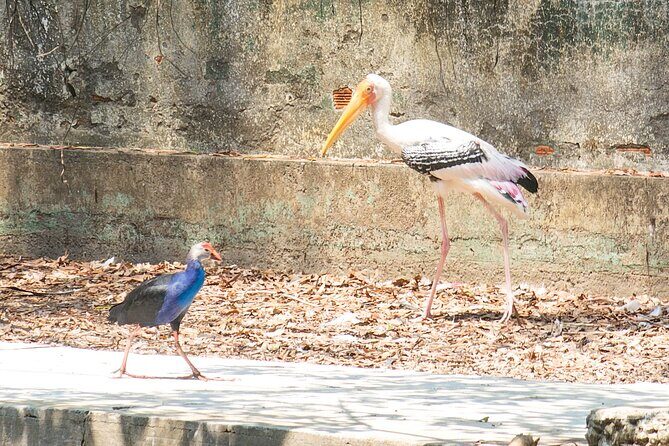 Private Full Day Mekong Delta Tour to Dong Thap Muoi Wetlands - The Itinerary Breakdown: What to Expect