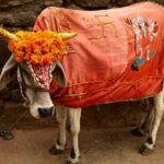 Private Full Day Tour of Haridwar and Rishikesh from Delhi - Practical Details and Value