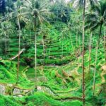 Private FullDayTour Tegalalang Rice Terrace And Batur Volcano - In-Depth Exploration of the Tours Highlights