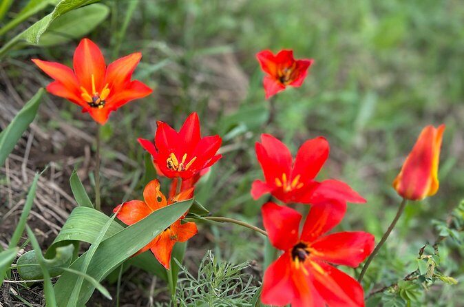 Private Guided Alamedin Gorge Tour - Who Will Enjoy This Tour?