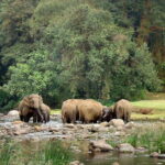 Private Half Day Anakulam Jeep Safari from Munnar - FAQs