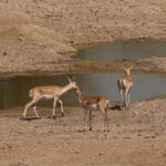 Private Half- Day Bishnoi Village Safari Day Tour In Jodhpur - FAQs