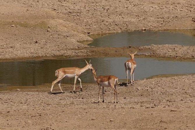Private Half- Day Bishnoi Village Safari Day Tour In Jodhpur - FAQs