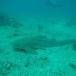 Private Half-Day Scuba Diving with expert (1Dive) - Practical Details and Tips