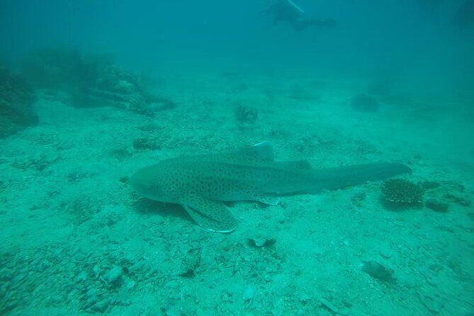 Private Half-Day Scuba Diving with expert (1Dive) - Practical Details and Tips