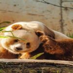 Private Half-Day Tour of Xi'an Panda Animal Protection Park - Practical Details and Comfort