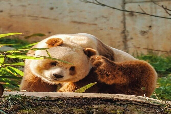Private Half-Day Tour of Xi'an Panda Animal Protection Park - Practical Details and Comfort