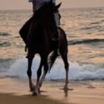 Private Horse Riding Activity in Port City - Price and Value