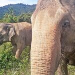 PRIVATE ISLAND TOUR VIP AROUND KOH SAMUI FULL DAY EXCURSION - What Makes This Tour Stand Out?