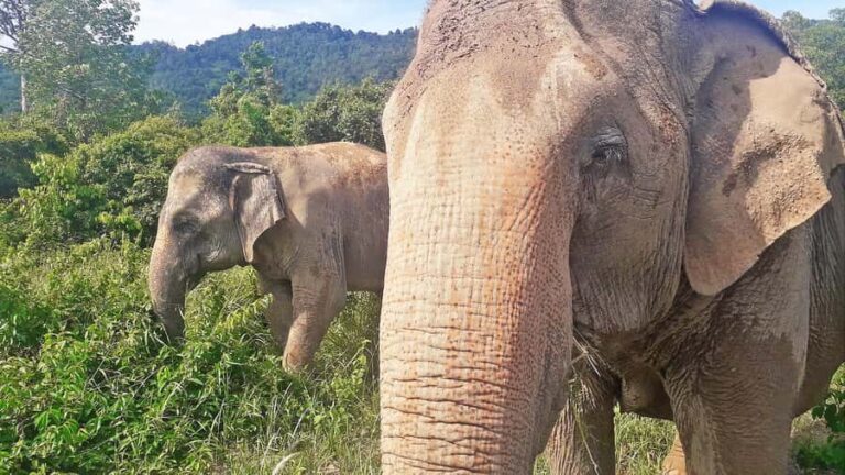 PRIVATE ISLAND TOUR VIP AROUND KOH SAMUI FULL DAY EXCURSION - What Makes This Tour Stand Out?