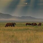 Private Issyk Kul Adventure and Karakol Skiing - FAQs