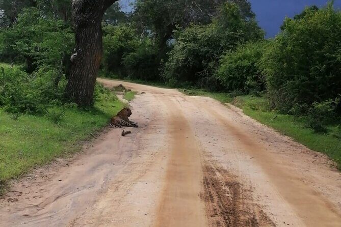 Private Jeep Safaris Tour in Yala National Park - The Real Value of This Safari