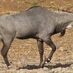 Private Jodhpur City Tour With Village Safari - Authentic Traveler Insights