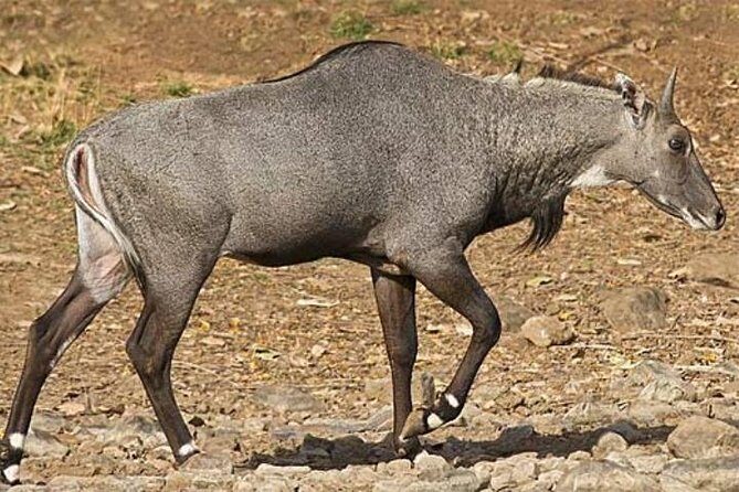 Private Jodhpur City Tour With Village Safari - Authentic Traveler Insights