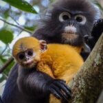 Private Kuala Selangor Firefly Day Trip from Kuala Lumpur - Practical Aspects