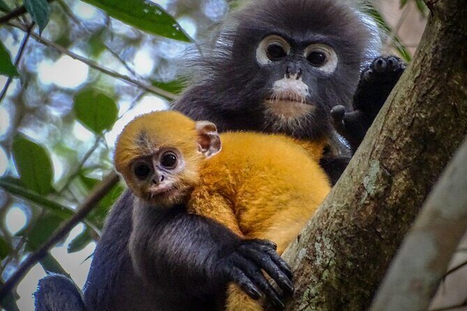 Private Kuala Selangor Firefly Day Trip from Kuala Lumpur - Practical Aspects