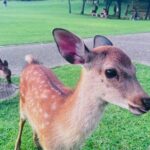 Private Kyoto  Nara Customized Day Tour With English Guide & Veh - Transportation and Comfort