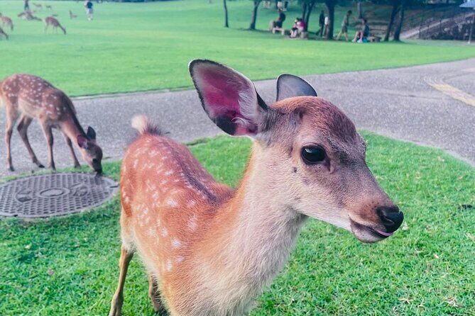 Private Kyoto  Nara Customized Day Tour With English Guide & Veh - Transportation and Comfort