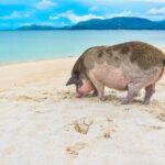 Private Longtail Boat Tour to Koh Madsum and Koh Tan - Final Thoughts: Is it Worth It?