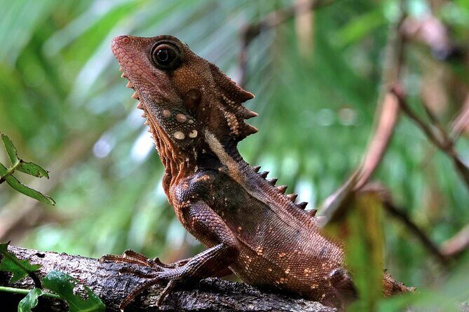 Private Luxury Daintree Dream Tour All Inclusive - A Closer Look at the Itinerary