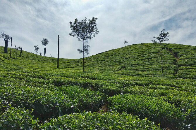 Private Luxury Escape: 2 Day Tea Gardens & Scenic Landscapes - What’s Included & How It Adds Value
