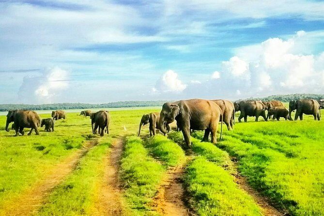 Private Minneriya National Park Safari and Fireflies Lighting Tour - Exploring the Experience: What to Expect