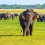 Private Minneriya Safari & Nature Experience from Sigiriya - Why This Tour Offers Great Value