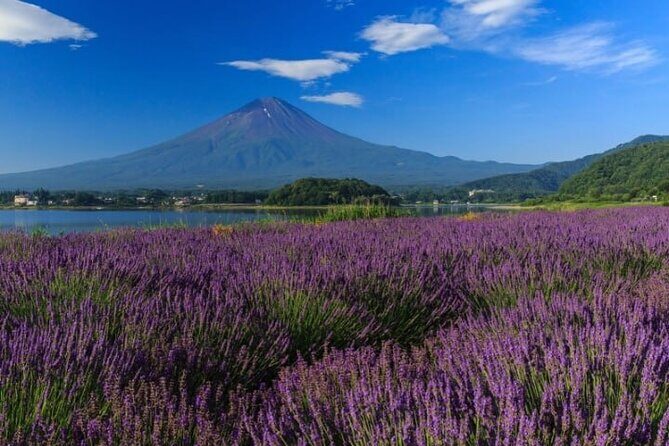 Private Mt Fuji Tour with English Speaking Driver - Why This Tour Offers Great Value