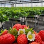 Private Nami Island and Organic Strawberry Farm Tour - Stop 1: Aram Berry Farm – Sweet Start to the Day