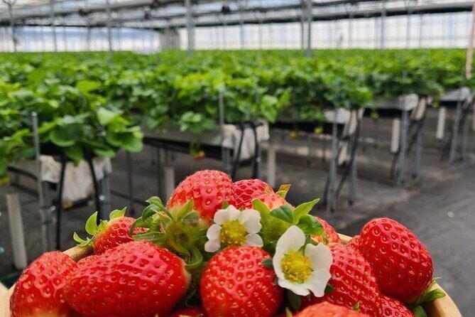 Private Nami Island and Organic Strawberry Farm Tour - Stop 1: Aram Berry Farm – Sweet Start to the Day