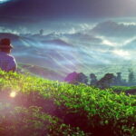 Private Nature Trip to Cameron Highlands from Kuala Lumpur - Practical Details: What Makes This Tour Stand Out?