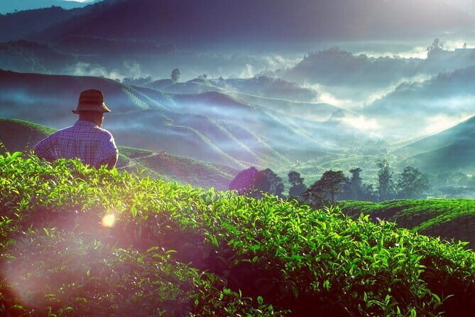 Private Nature Trip to Cameron Highlands from Kuala Lumpur - Practical Details: What Makes This Tour Stand Out?