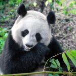 Private Panda Tour with Kungfu Tea Course One-day Trip - Practical Details and What to Expect