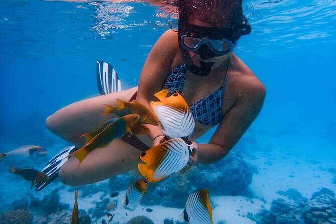 Private Rarotonga Turtle Tour - Detailed Breakdown of the Tour Experience