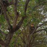 Private Rountrip Transfer to Marble Mountain - Monkey Mountain - Dragon Bridge - The Majestic Lady Buddha at Linh Ung Pagoda