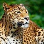 Private Safari at Yala National Park - Wildlife Encounters and Sightings