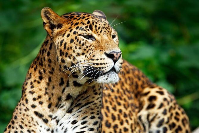 Private Safari at Yala National Park - Wildlife Encounters and Sightings