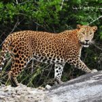Private Safari in Kumana National Park from Arugambay - A Day on the Safari: The Itinerary Breakdown