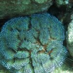 Private Scuba Diving Experience at Marine Park Included Lunch - The Pros and Cons of This Tour