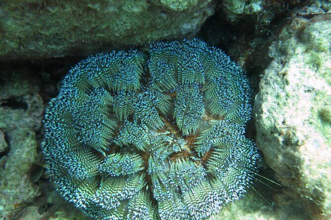 Private Scuba Diving Experience at Marine Park Included Lunch - The Pros and Cons of This Tour