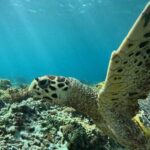 Private Snorkeling Tour of Gili Islands in Air Meno and Trawangan - Additional Details and Considerations